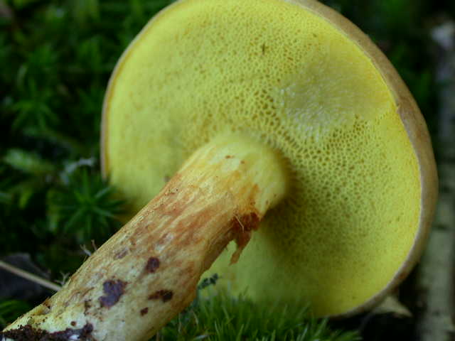  tempo di .... Boletus